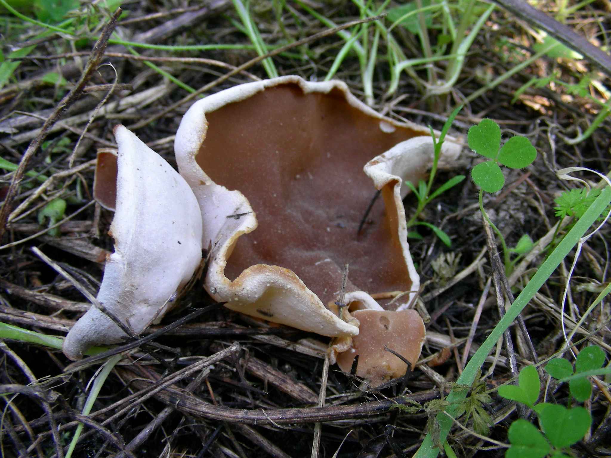 1931 Marzo vecchio ritrovamento